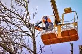 PODAS EN ALTURA DESBROCE DE FINCAS  Y PARCELAS LIMPIEZA TERRENOS