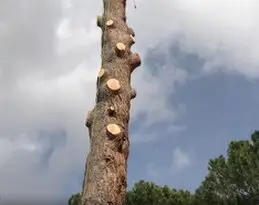 Tala y poda en altura Toledo. Podas de árboles en altura, provincia Toledo y provincia