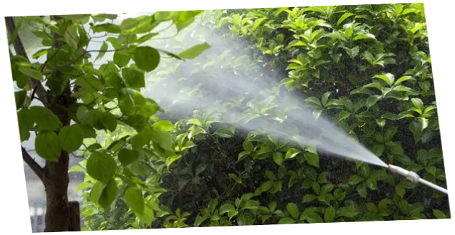 Servicio de Jardinería Fumigación Mantenimiento de jardines fumigación