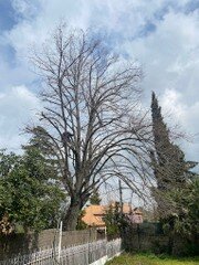 Podas y talas de árboles