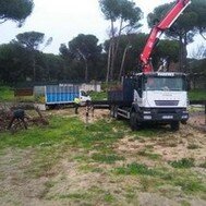 Tala y poda de árboles en altura Poda y tala de árboles en altura