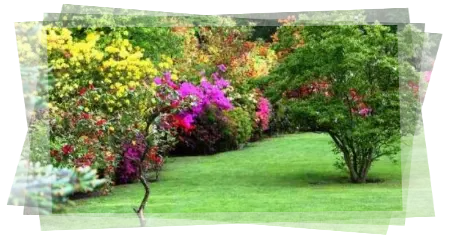 Podas de árboles en tu jardín Servicio de jardinería